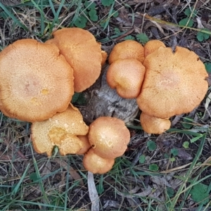 Gymnopilus junonius at O'Connor, ACT - 21 May 2021