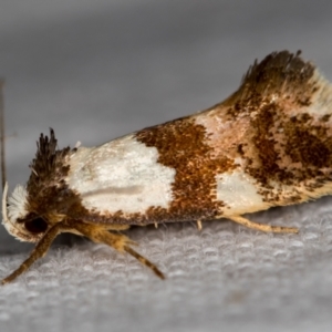 Placocosma resumptella at Melba, ACT - 26 Nov 2020