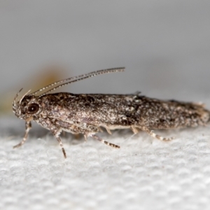 Blastobasis (genus) at Melba, ACT - 26 Nov 2020