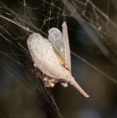 Rentinus dilatatus (Fulgorid planthopper) at Downer, ACT - 21 May 2021 by Roger