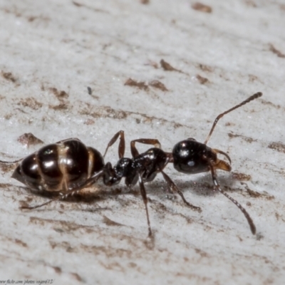 Myrmecorhynchus emeryi (Possum Ant) at Downer, ACT - 21 May 2021 by Roger
