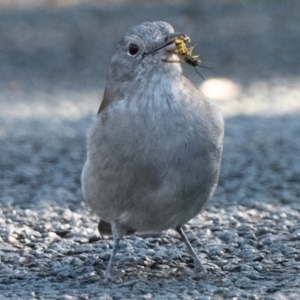 Colluricincla harmonica at Paddys River, ACT - 21 May 2021