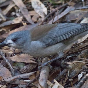 Colluricincla harmonica at Paddys River, ACT - 21 May 2021 02:00 PM