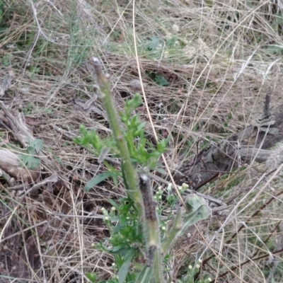 Erigeron bonariensis (Flaxleaf Fleabane) at Majura, ACT - 20 May 2021 by Avery