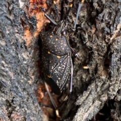 Poecilometis patruelis (Gum Tree Shield Bug) at Murrumbateman, NSW - 21 May 2021 by SimoneC