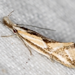 Thema macroscia (A concealer moth) at Melba, ACT - 25 Nov 2020 by Bron