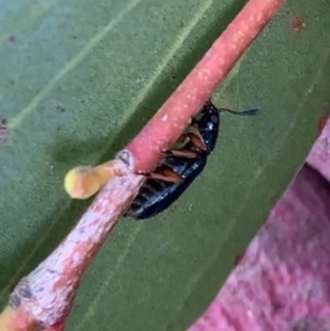 Necrobia rufipes at Murrumbateman, NSW - 21 May 2021