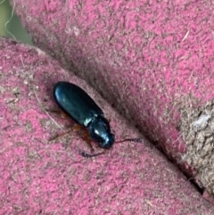 Necrobia rufipes at Murrumbateman, NSW - 21 May 2021