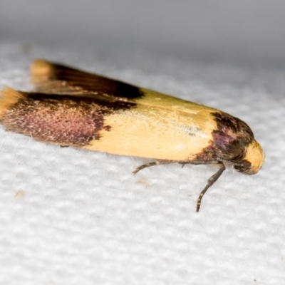 Heteroteucha dichroella (A Concealer moth (Wingia Group)) at Melba, ACT - 25 Nov 2020 by Bron