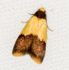 Heteroteucha dichroella at Melba, ACT - 25 Nov 2020