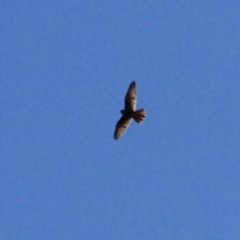 Falco berigora at Murrumbateman, NSW - 20 May 2021