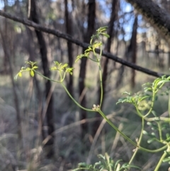 Clematis leptophylla (Small-leaf Clematis, Old Man's Beard) at Mount Majura - 21 May 2021 by abread111