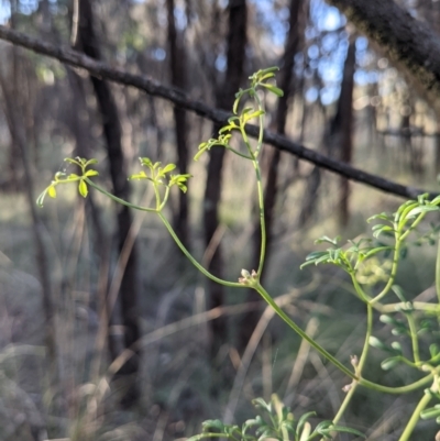 Clematis leptophylla (Small-leaf Clematis, Old Man's Beard) at Mount Majura - 21 May 2021 by abread111