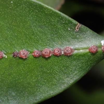 Ceroplastes rubens (Pink Wax Scale or Red Wax Scale) at Acton, ACT - 21 May 2021 by TimL