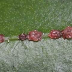 Ceroplastes rubens at Acton, ACT - 21 May 2021