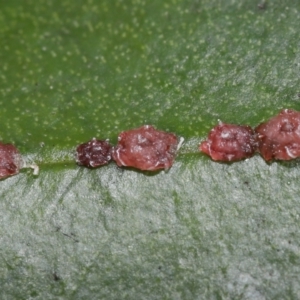 Ceroplastes rubens at Acton, ACT - 21 May 2021