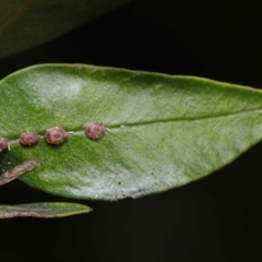 Ceroplastes rubens at Acton, ACT - 21 May 2021