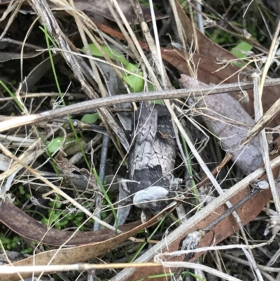 Proteuxoa restituta (Black-bodied Noctuid) at Bruce, ACT - 29 Mar 2021 by MattFox