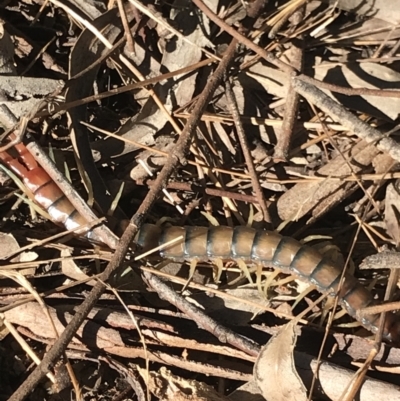 Cormocephalus aurantiipes (Orange-legged Centipede) at Bruce, ACT - 30 Mar 2021 by MattFox