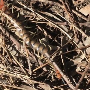 Cormocephalus aurantiipes at Bruce, ACT - 30 Mar 2021