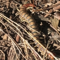 Cormocephalus aurantiipes at Bruce, ACT - 30 Mar 2021