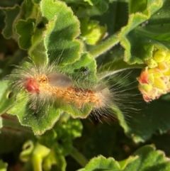 Lepidoptera unclassified IMMATURE moth at Gowrie, ACT - 28 Apr 2021 by Tammy