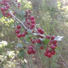 Crataegus monogyna (Hawthorn) at Rob Roy Range - 30 Mar 2021 by MichaelBedingfield