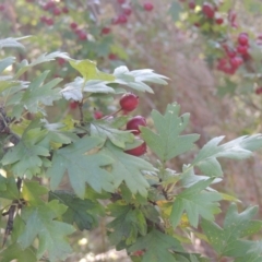 Crataegus monogyna at Conder, ACT - 30 Mar 2021