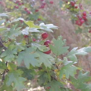 Crataegus monogyna at Conder, ACT - 30 Mar 2021