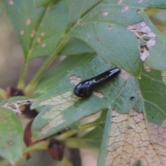 Caliroa cerasi (Cherry Slug Sawfly, Pear and Cherry Slug, Pear and Cherry Sawfly) at Conder, ACT - 30 Mar 2021 by MichaelBedingfield