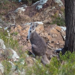 Osphranter robustus robustus (Eastern Wallaroo) at Holt, ACT - 21 May 2021 by wombey