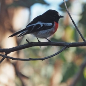 Petroica boodang at Holt, ACT - 22 May 2021 09:57 AM