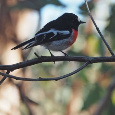 Petroica boodang (Scarlet Robin) at Woodstock Nature Reserve - 21 May 2021 by wombey