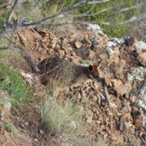 Wallabia bicolor at Holt, ACT - 22 May 2021