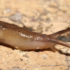 Hypogastrura sp. (genus) at Evatt, ACT - 10 May 2021