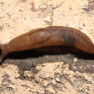 Hypogastrura sp. (genus) at Evatt, ACT - 10 May 2021