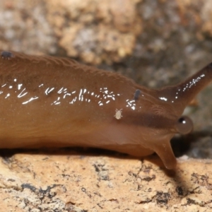 Hypogastrura sp. (genus) at Evatt, ACT - 10 May 2021