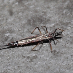 Idolothrips spectrum at Downer, ACT - 18 May 2021