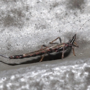 Idolothrips spectrum at Downer, ACT - 18 May 2021