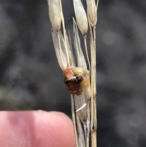 Dolophones sp. (genus) at Bruce, ACT - 30 Mar 2021