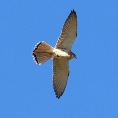 Falco cenchroides (Nankeen Kestrel) at West Wodonga, VIC - 22 May 2021 by Kyliegw