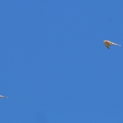 Falco cenchroides (Nankeen Kestrel) at Wodonga, VIC - 22 May 2021 by Kyliegw
