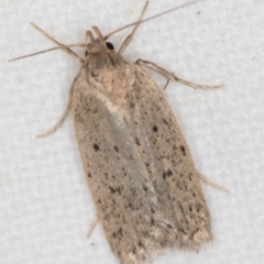 Chezala privatella (A Concealer moth) at Melba, ACT - 24 Nov 2020 by Bron