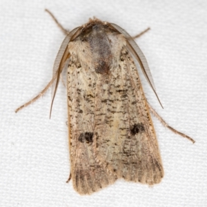 Agrotis porphyricollis at Melba, ACT - 24 Nov 2020 10:28 PM