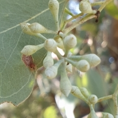 Eucalyptus polyanthemos (Red Box) at Holt, ACT - 21 May 2021 by drakes