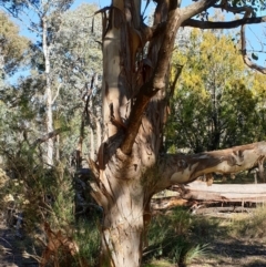 Eucalyptus polyanthemos at Holt, ACT - 21 May 2021 10:17 AM