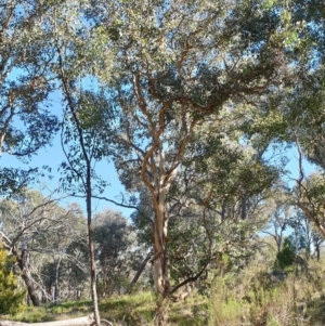 Eucalyptus polyanthemos at Holt, ACT - 21 May 2021