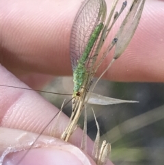 Mallada sp. (genus) at Bruce, ACT - 30 Mar 2021