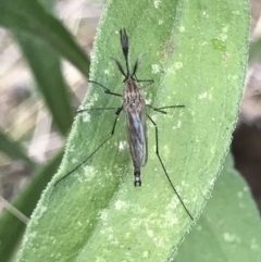 Culicidae (family) (A mosquito) at Campbell, ACT - 7 Apr 2021 by MattFox