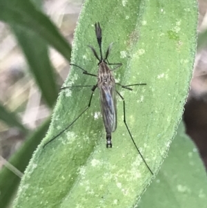 Culicidae (family) at Campbell, ACT - 7 Apr 2021